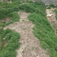 زمین کشاورزی وباغچه درروستای بردج