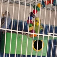 مرغ عشق|پرنده|خرمشهر, |دیوار