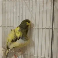 قناری نر، فر،|پرنده|تربت‌حیدریه, آبشار|دیوار