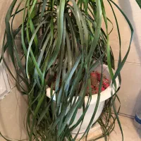 گل های آپارتمان