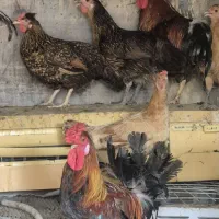 مرغ و خروس