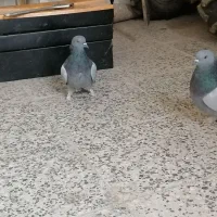 کبوتر پر نروماده 13دم|پرنده|سامان, |دیوار