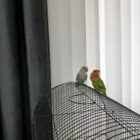 طوطی برزیلی