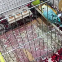 جفت مرغ عشق ریمبوی بایک عدد عروس هلندی گل باقلای|پرنده|اهواز, دغاغله|دیوار