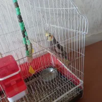 عروس هلندی سخنگو نر و ماده