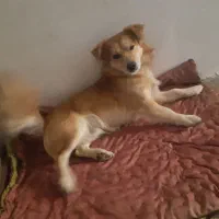 سگ پاکوتاه نر