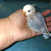 جوجه کوتوله برزیلی