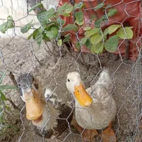اردک