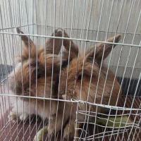 خرگوش لپ نر و ماده خوشکل و خانگی