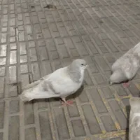 کبوتر