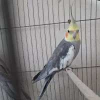 عروس هلندی|پرنده|درگز, |دیوار