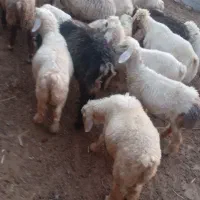 ۵۰رئس بره درجه یک بفروش میرسد کیلو ۷۰۰تومان