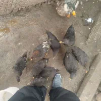 مرغ و جوجه|حیوانات مزرعه|بومهن, |دیوار