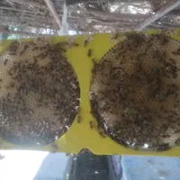 حرفه ای زنبوردار شو