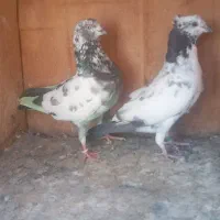 کبوتر کفتر پرشی مایع سینه ای دمسبز خریدار زنگ بزن|پرنده|تهران, نعمت‌آباد|دیوار