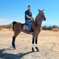 اسب نریان دره شوری