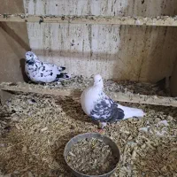 یک جفت کبوتر خوش رنگ