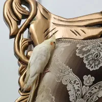 گمشده|حیوانات|سهند, |دیوار