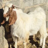 نربز یکساله پاکستانی|حیوانات مزرعه|نیمبلوک, |دیوار