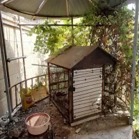 قفس کبوترجهت معاوضه باکبوترصرب درجه یک|پرنده|اهواز, زرگان|دیوار