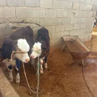 فروش گاو گوساله نر|حیوانات مزرعه|شیراز, کوشک میدان|دیوار