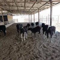اجاره-گاوداری-منطقه-میان-آب-رایگان