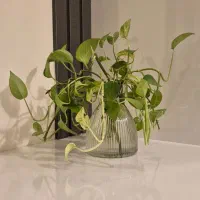 گلدان دکوری شیشه ای حاوی پتوس رونده ئ شاداب|گل و گیاه طبیعی|تهران, نارمک|دیوار