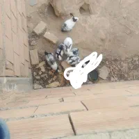 بچه خرگوش