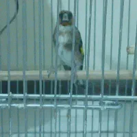 سهره بخون