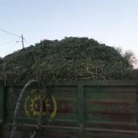 یونجه درجه یک کامل برگ