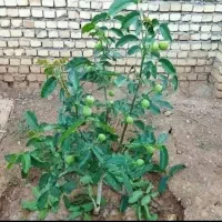 فروش اعلا نهال گردو و بادام ویژه ی تجاری