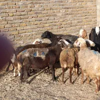 میش زایده