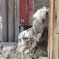 فروش مرغ هلندی و سلطان|حیوانات مزرعه|کاشان, کلنگه|دیوار