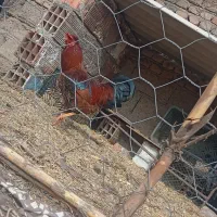 جوجه برهما بلک و خروس محلی|حیوانات مزرعه|خان ببین, |دیوار