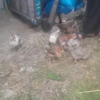 جوجه یکماهه گلپایگان و محلی