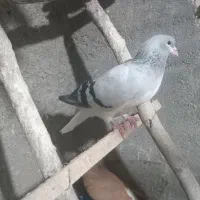 کبوتر