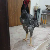 جوجه لاری اصیل