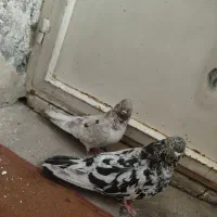 یک جفت سرور عالی