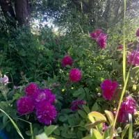 گل باغی|خدمات باغبانی و درختکاری|زیویه, |دیوار
