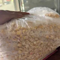 ذرت منجمد شیرین دامی و خوراکی