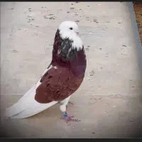 کبوترگمشده