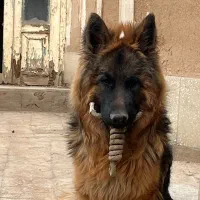 ژرمن شولاین