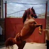 اسب