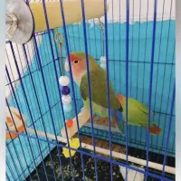 طوطی برزیلی نر دستی