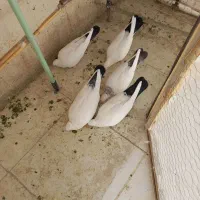 کبوتر دمسیاه یه جایی