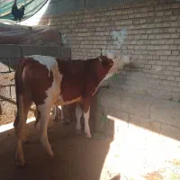 گوسال