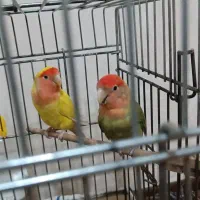 طوطی برزیلی کوتوله