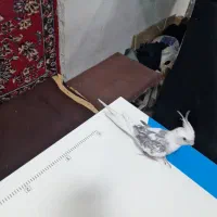 عروس هلندی رام و سخن گو