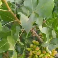 پر فروش ترین کود ارگانیک|خدمات باغبانی و درختکاری|رفسنجان, |دیوار