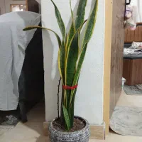 گل با گلدان گلهای شیک